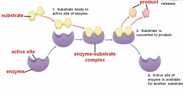 the effects that enzymes can have on substrates